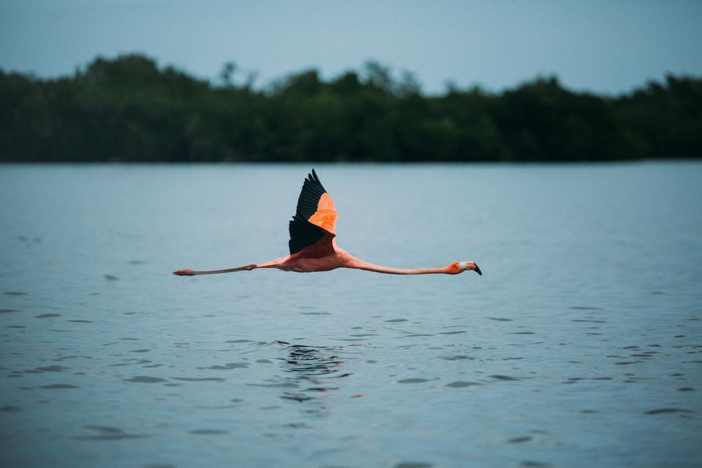 Río Lagartos Hotel Villa De Pescadores المظهر الخارجي الصورة